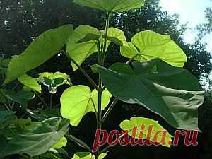 Выращивание павловнии войлочной – редкость в саду | Дача - впрок