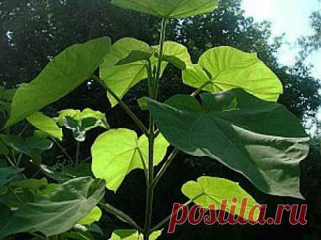 Выращивание павловнии войлочной – редкость в саду | Дача - впрок