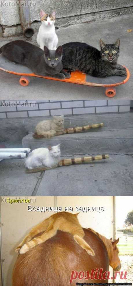 Новый способ передвижения | KotoMail.ru