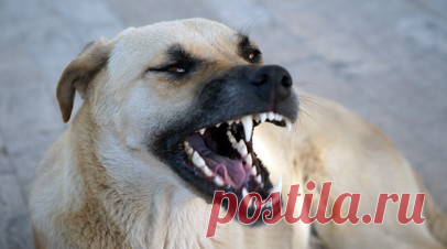 В Тобольске ребёнок получит компенсацию за укус бесхозной собаки. Администрация Тобольска по решению суда выплатит 50 тыс. рублей девятилетнему мальчику, которого покусала бродячая собака. Читать далее