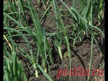 Советы тети Тани. Уход за луком