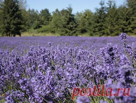 Avega - Съедобные цветы