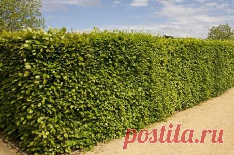 Как бесплатно получить много саженцев для живой изгороди? Отвечает инженер садово-паркового строительства Василий Левин: — Очень просто! Надо вырастить их из семян. Осенью или в начале зимы соберите семена клена Гиннала, барбариса обыкновенного, туи (сортов «Брабант», «Еллоу Риббон», «Фастигиата» или других высокорослых с рыхлой кроной,...