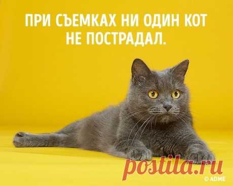 Спорт для домоседов / Домоседы