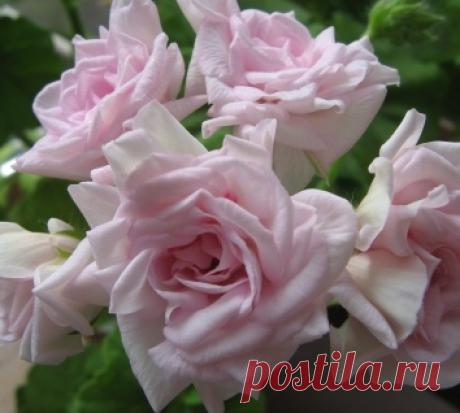 КАТАЛОГ ЗОНАЛЬНЫХ И КОРОЛЕВСКИХ ПЕЛАРГОНИЙ (СТАНДАРТЫ)