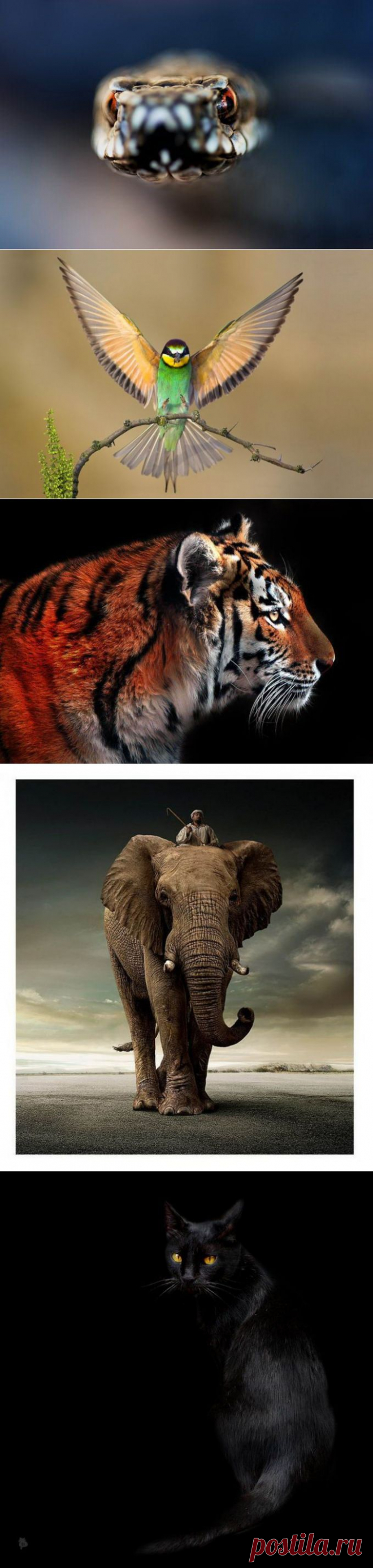 Великолепные моменты из мира животных (60 фото) » RadioNetPlus.ru развлекательный портал