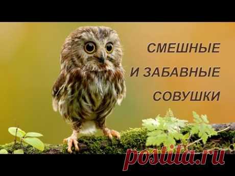 Совы смешные и милые | Дай лапку