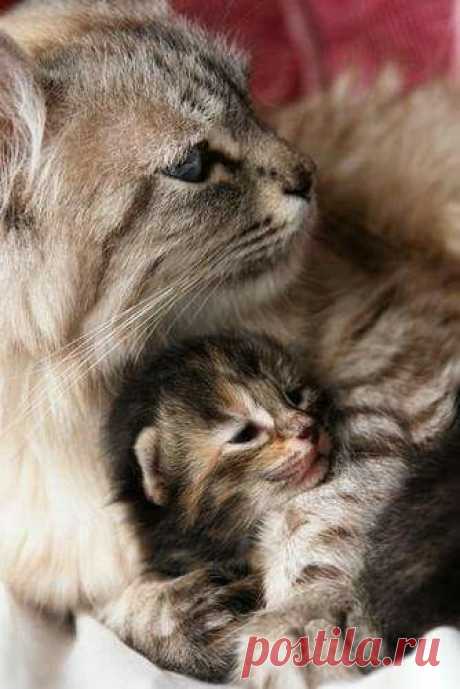 Beautiful Family