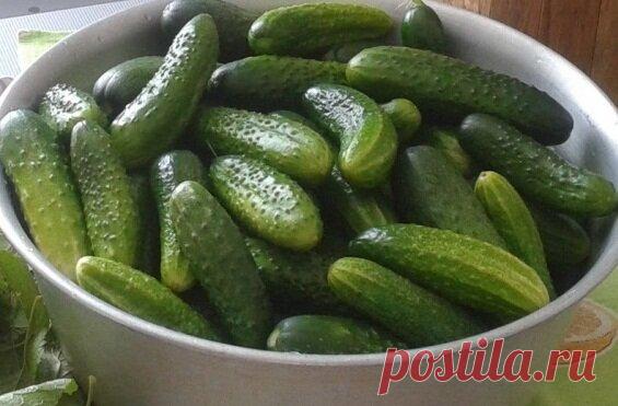 Бабушкин рецепт маринованных огурцов без лишних заморочек | Рецепты тёти АСИ | Яндекс Дзен