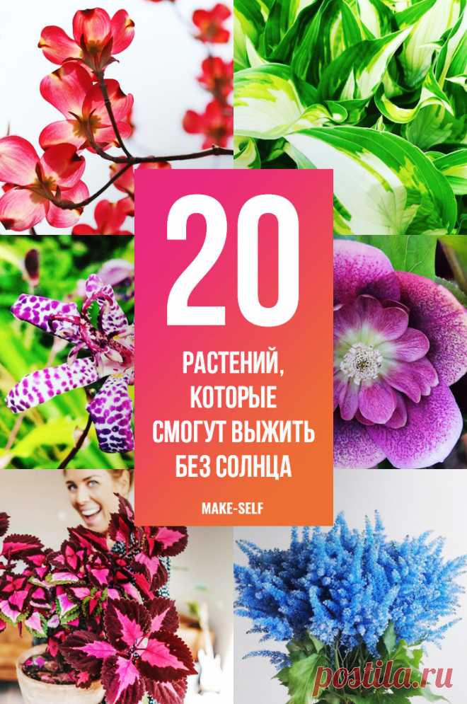 20 Неприхотливых растений, которые смогут выжить без солнца