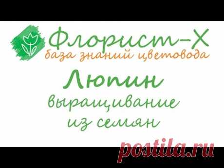 Люпин – выращивание из семян: посев люпина на рассаду и посадка в саду