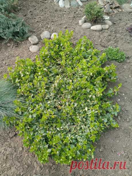 Бересклет Форчуна «Солнечное пятно» (Euonymus fortunei «Sunspot»)