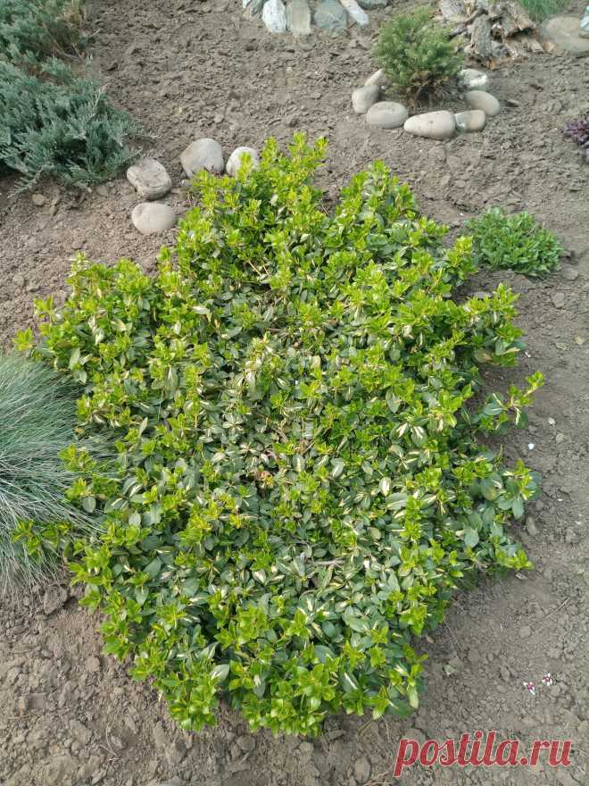 Бересклет Форчуна «Солнечное пятно» (Euonymus fortunei «Sunspot»)