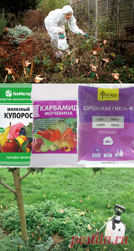 Обработка деревьев от вредителей осенью защитит будущий урожай.