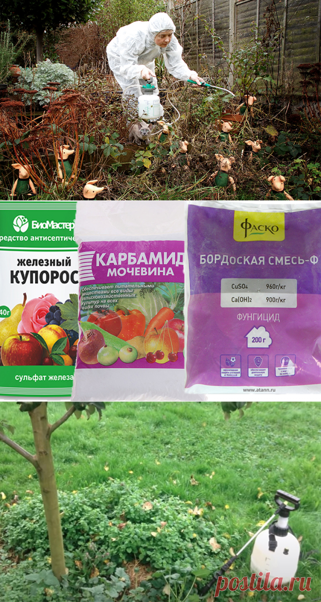 Обработка деревьев от вредителей осенью защитит будущий урожай.