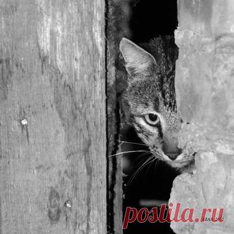 Всевидящее око.