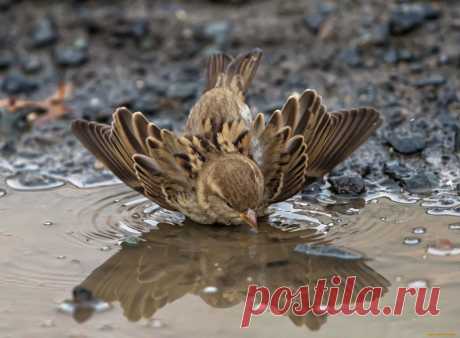 Интересные факты о тех, кто всегда рядом: о воробьях!