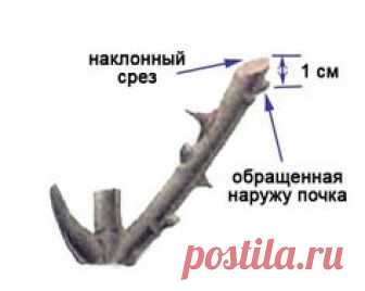 Правильная обрезка садовых роз