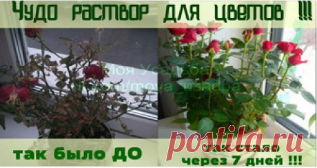 Чудо раствор для цветов! Спасет даже погибающий цветок Не знаете, чем можно подкормить цветок, чтобы он зацвел с новой силой? Этот простой рецепт домашнего удобрения вернет к жизни даже погибающее растение.