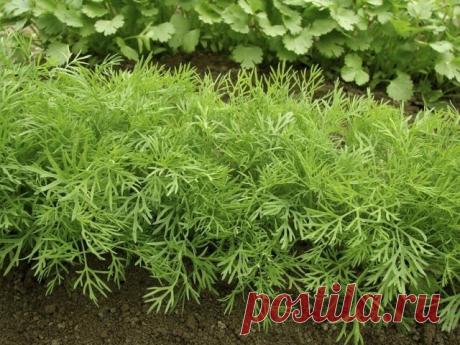 Действенный метод выращивания сочного укропа без зонтика!  

Бывают специальные сорта укропа, которые растут пышными кустиками и долго не цветут. Они отлично подойдут "на еду" - в салаты, супы и вторые блюда. К таким сортам относятся:

Салют
Буян
Аллигатор
Дилл
Амазон

Есть сорта которые выдают немного листиков и быстро пускаются в цветение. Они нужны нам для засолки огурцов и помидоров. Самые популярные так называемые зонтичные сорта:

Дальний
Грибовский
Зонтик
Гренадер
К...
