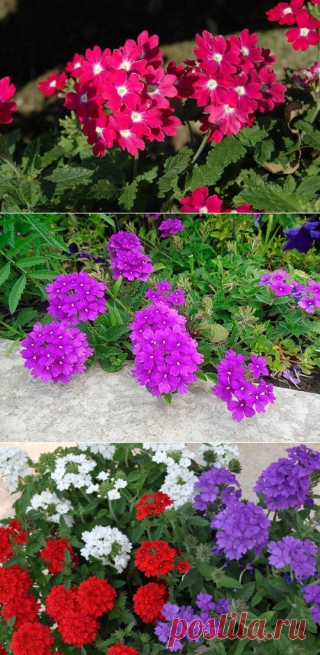 Вербена многолетняя: фото и описание, сорта, посадка и уход в открытом грунте