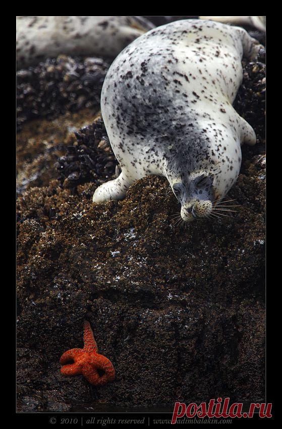 35PHOTO - Vadim Balakin - Звёздочка моя ненаглядная...