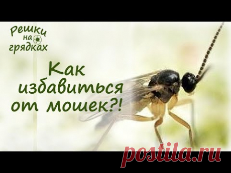 Мошки в комнатных цветах | Как вывести?