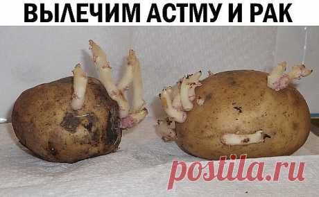 Сохраните, чтобы не потерять
СОВЕТ 1: Картофельные ростки способны вылечить астму и рак 
Сохрани у себя в ЗАМЕТКАХ, жми ПОДЕЛИТЬСЯ !!!
Рекомендуем вам ознакомиться со средством, которое способно излечить многие тяжелые заболевания и даже рак. 
В основе этого народного лекарства – картофельные ростки. Их надо измельчить, засыпать в какую-либо емкость и залить 96-градусным спиртом. Относительно количества спирта, то оно будет зависеть от количества ростков. Ориентируйтесь та...