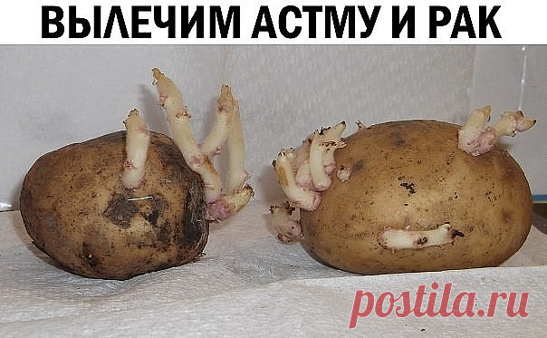 Сохраните, чтобы не потерять
СОВЕТ 1: Картофельные ростки способны вылечить астму и рак 
Сохрани у себя в ЗАМЕТКАХ, жми ПОДЕЛИТЬСЯ !!!
Рекомендуем вам ознакомиться со средством, которое способно излечить многие тяжелые заболевания и даже рак. 
В основе этого народного лекарства – картофельные ростки. Их надо измельчить, засыпать в какую-либо емкость и залить 96-градусным спиртом. Относительно количества спирта, то оно будет зависеть от количества ростков. Ориентируйтесь та...