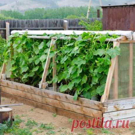 Парник на даче своими руками