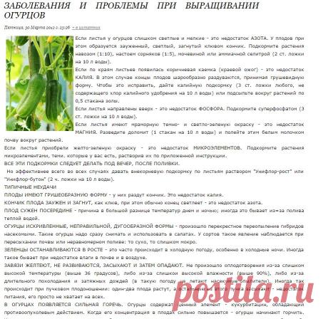 ЗАБОЛЕВАНИЯ И ПРОБЛЕМЫ ПРИ ВЫРАЩИВАНИИ ОГУРЦОВ