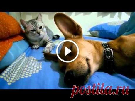 Cat Viciously Attacks Sleeping Dog