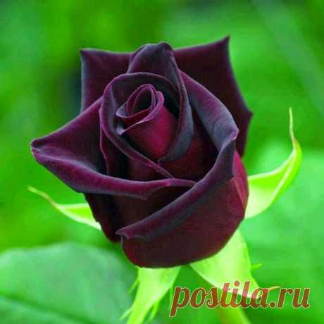 (41) Pinterest