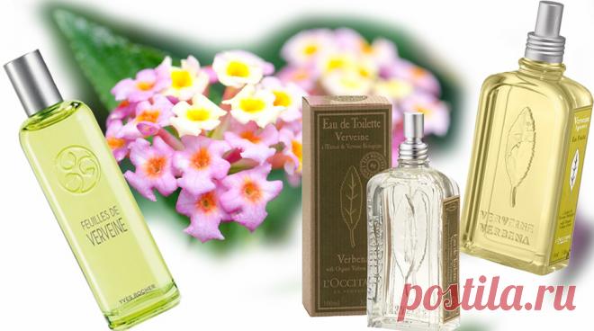 Они не пройдут: 5 запрещенных парфюмерных ингредиентов - Красота - Леди Mail.Ru
