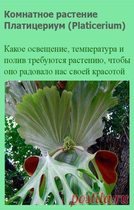 Комнатное растение Платицериум (Platicerium). В переводе с греческого platys - "плоский", keras - "рог". Поэтому платицериумы выглядят очень эффектно, однако для их выращивания нужны постоянная высокая температура и влажность. Наиболее часто встречается в продаже платицериум двувильчатый (P.bifurcatum).