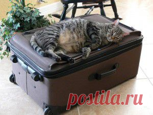 Булочки с плавленым сыром | Вкус жизни