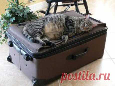 Булочки с плавленым сыром | Вкус жизни