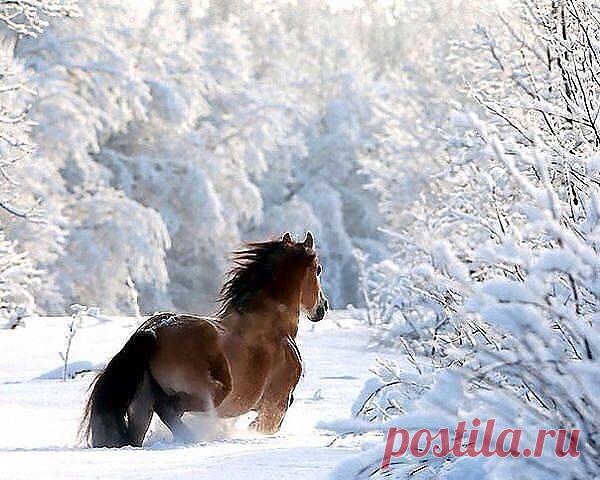 МИР ОТКРЫТОК И ПОЗДРАВЛЕНИЙ.            ПЛЕЙКАСТЫ.