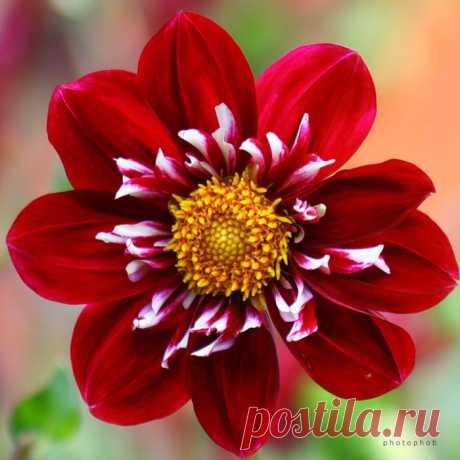 Нет ничего прекрасней георгина