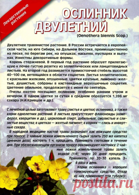 Ослинник двулетний