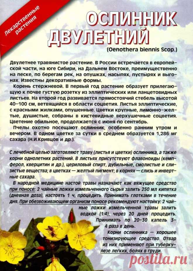 Ослинник двулетний