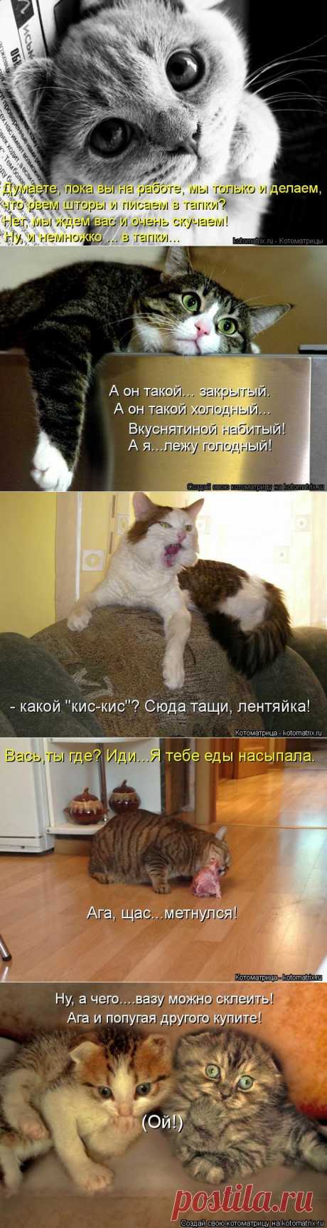 Котоматрица - 2013.