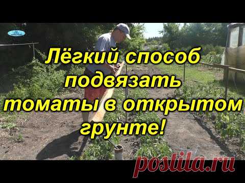 Подвязывание низкорослых томатов[самый простой и лёгкий способ].