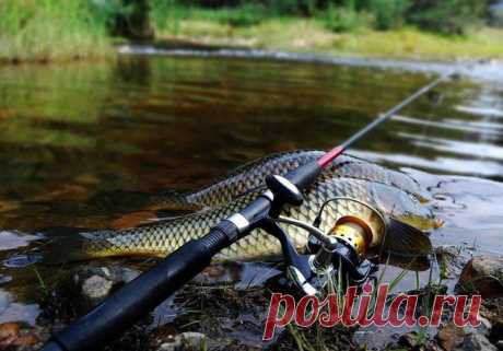 Выбор карпового удилища / Богатая добыча