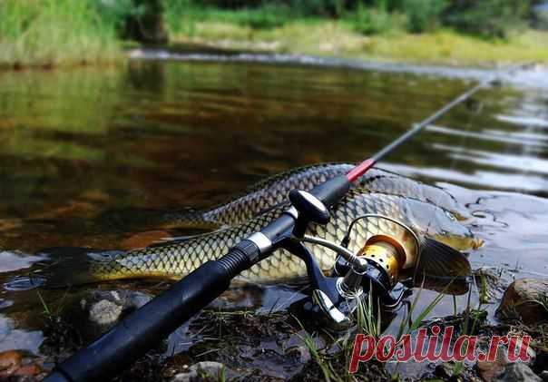 Выбор карпового удилища / Богатая добыча
