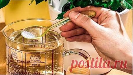 ОТ ЭТОГО СРЕДСТВА КОМНАТНЫЕ ЦВЕТЫ РАСТУТ КАК БЕШЕНЫЕ!! Почему флористы об ЭТОМ ...