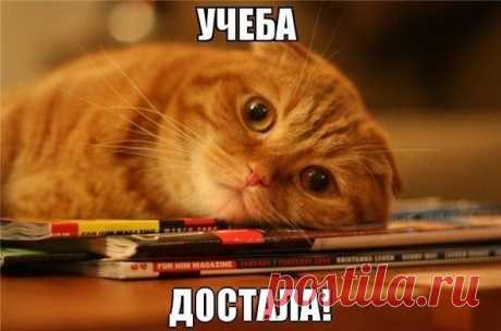Денис Морозов