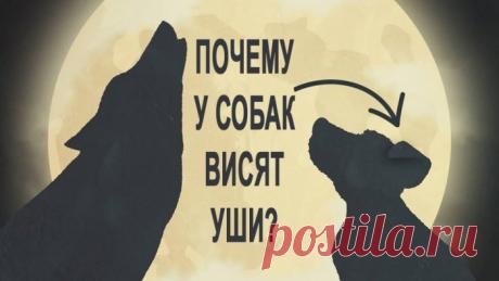 Почему у собак висят уши? — Скучающий ленивец