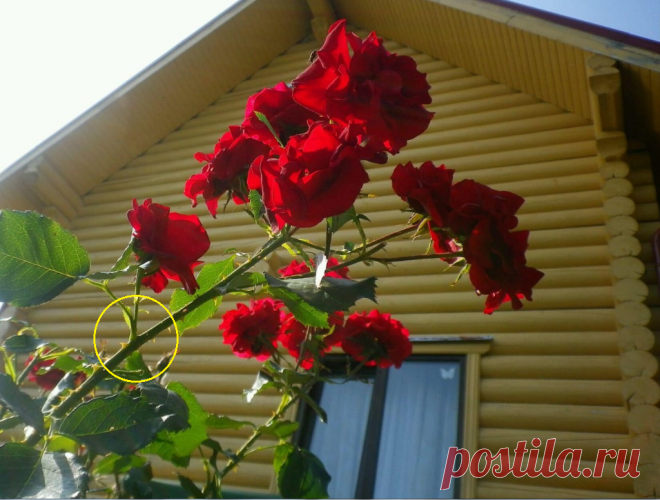 Обрезка розы летом. 