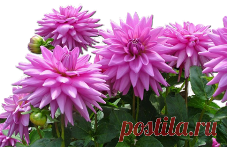 Клипарт картинки PNG-цветы,букеты